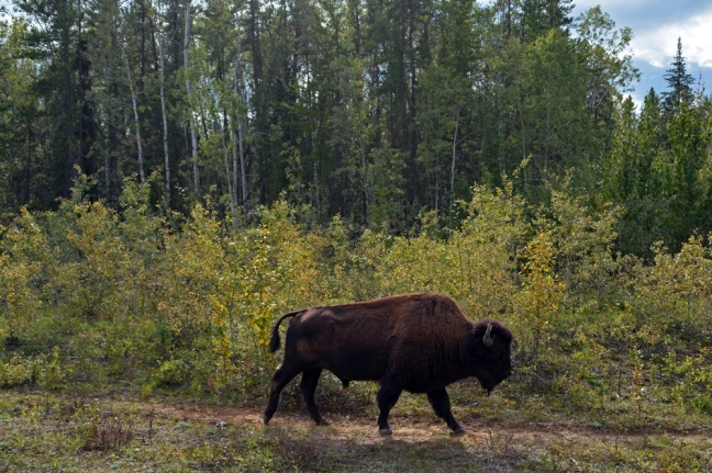 Buffalo, Northwest Territories, Canada