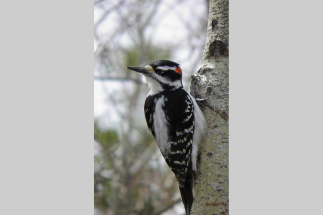 Downy Woodpecker, Alberta, Canada