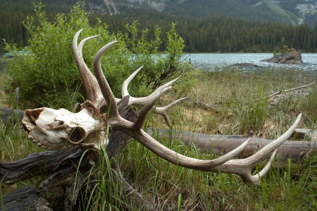 Elk Skull, Malaign Lake, Jasper National Park, Alberta, Canada