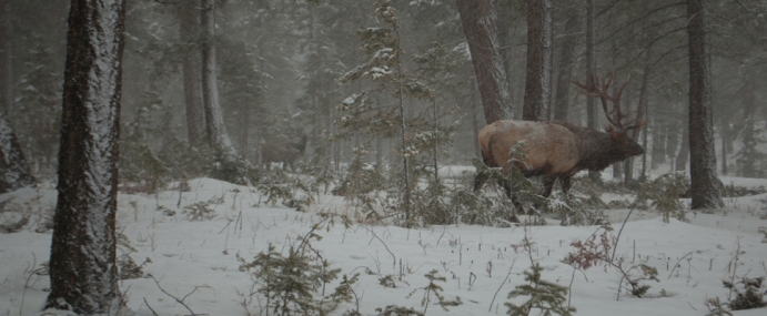 Elk in Snowstorm