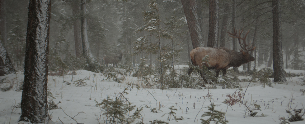 Elk in Snowstorm