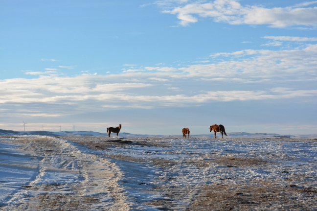 Horses and Wind Turbines, near Drumheller, Alberta, Canada