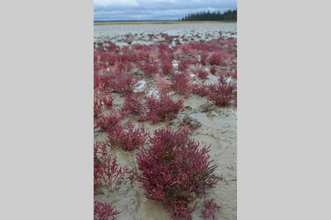 Salt Plains, Northwest Territories, Canada