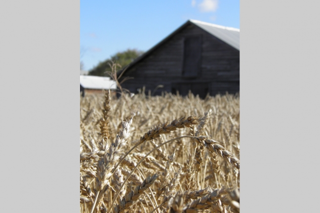Wheat Field, Alberta, Canada