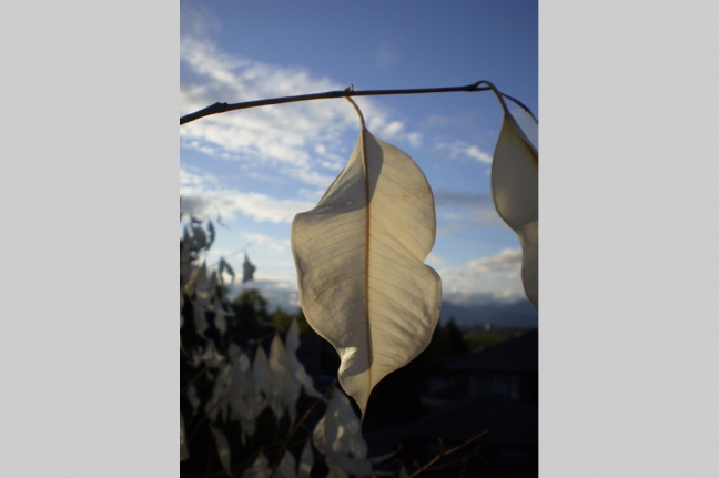 White Leaf, Vancouver, British Columbia, Canada